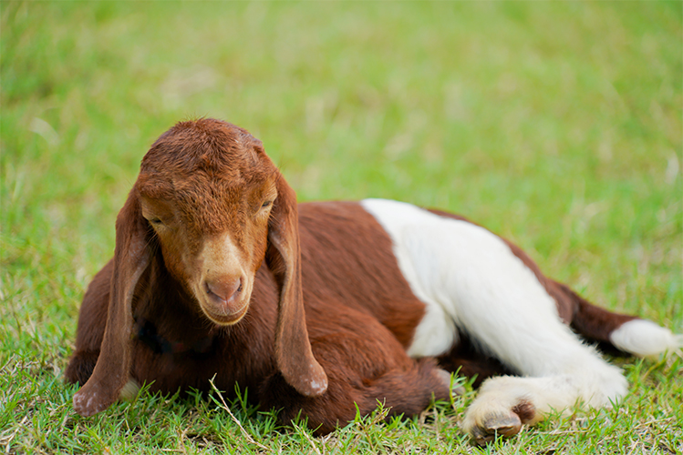 coccidiosis-in-goats